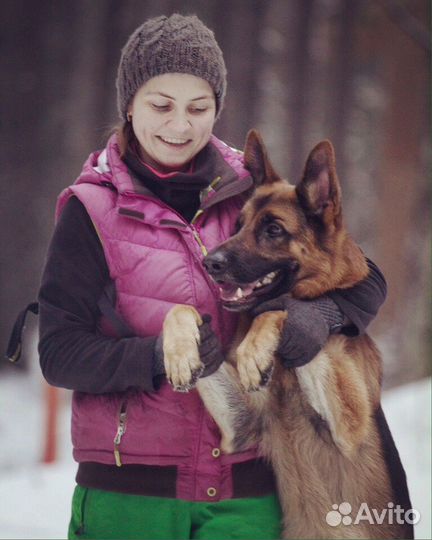 Кинолог. Зоопсихолог.Дрессировка собак