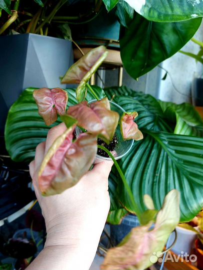 Алоказия жаклин,калатея, аглаонема