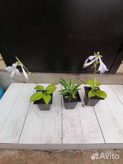 Садовые многолетние растения