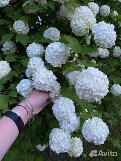 Калина бульденеж, айва японская