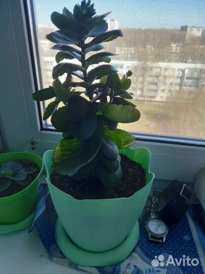 Каланхоэ цветущий