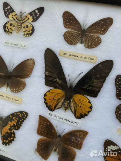 Бабочки в рамке