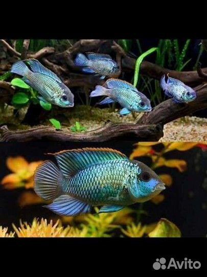 Нанокара электрик блю