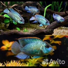 Хаплохромис Электрик блю (Haplochromis Electric Blue)