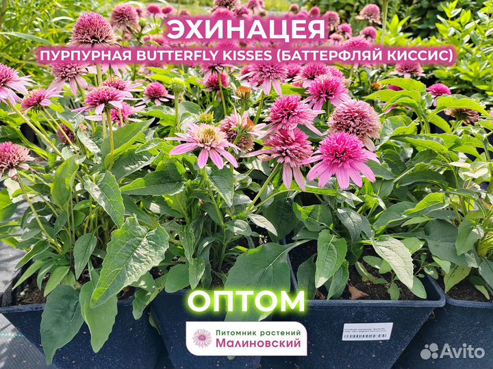 Эхинацея Коллекция Опт Питомник