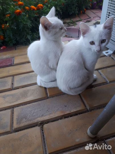 Отдам бесплатно 3 кошечек