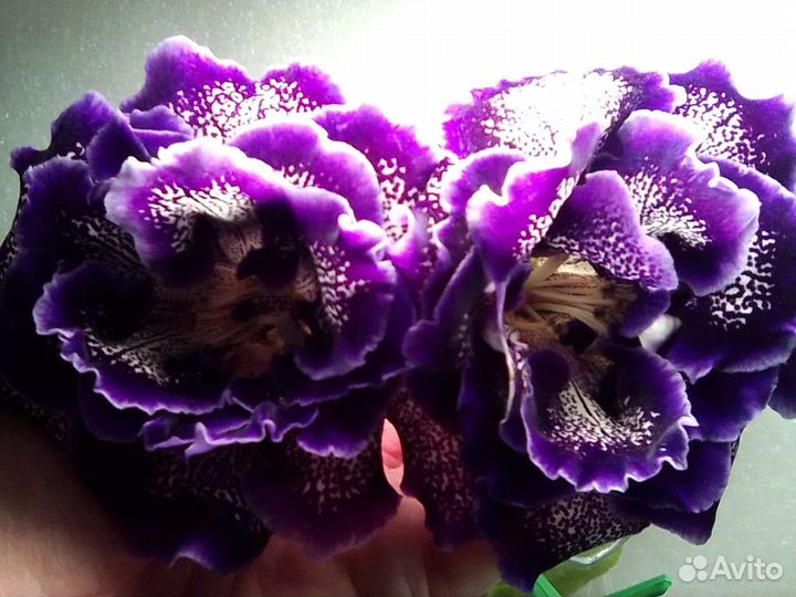 Глоксинии сортовые