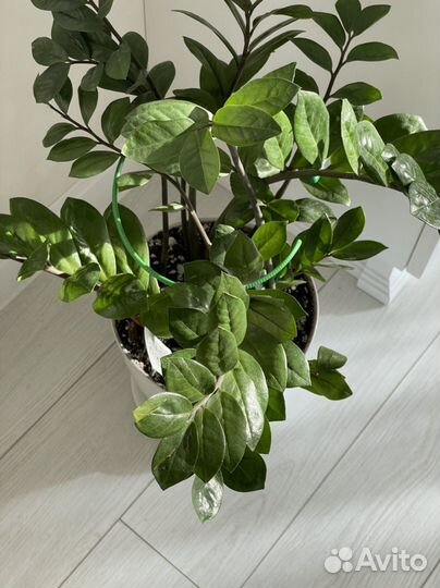 Замиокулькас