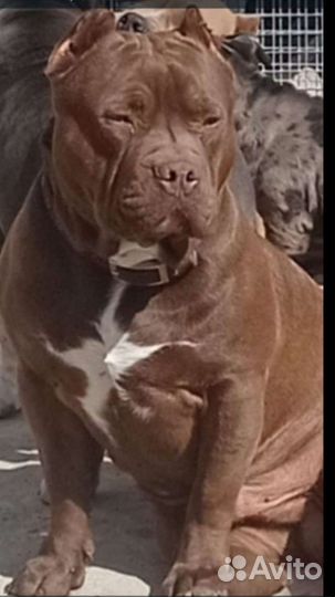 Американский булль щенки