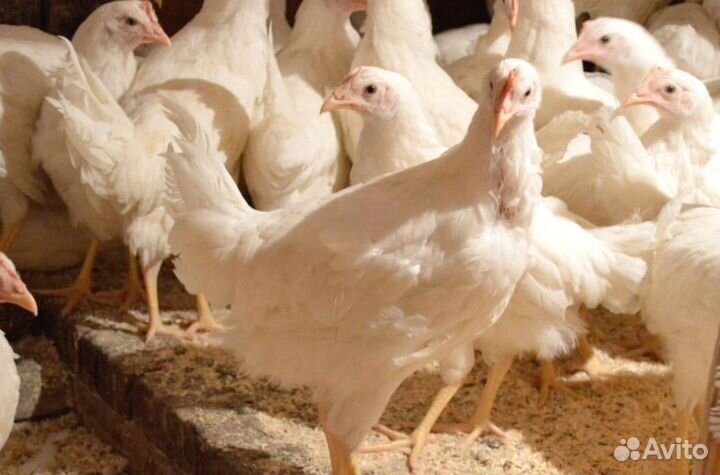 Куры Несушки, Бесплатная доставка