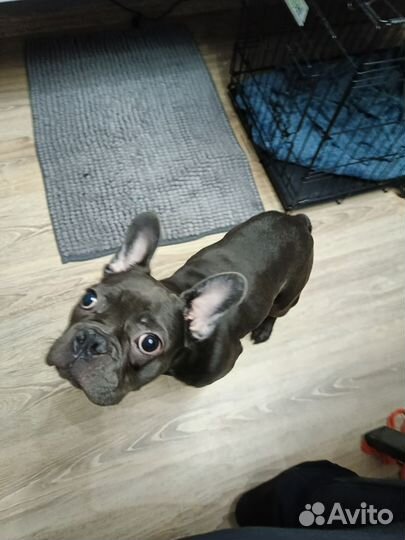 Французский бульдог