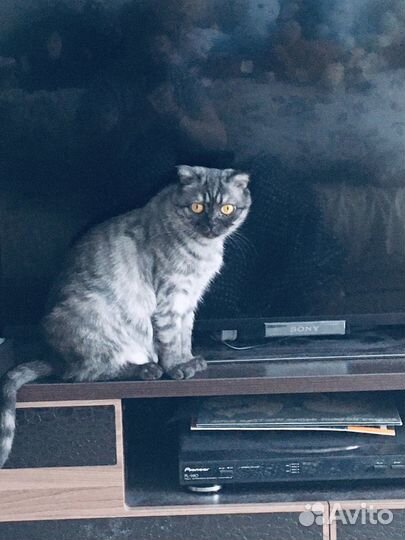 Шотландская кошка бесплатно