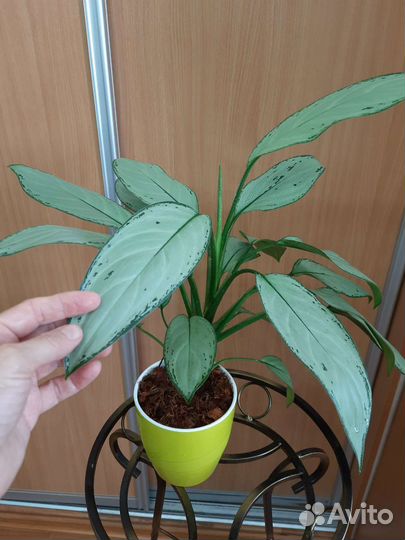Аглаонемы разные