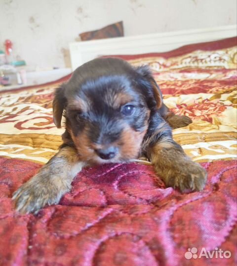 Йоркширский терьер щенки