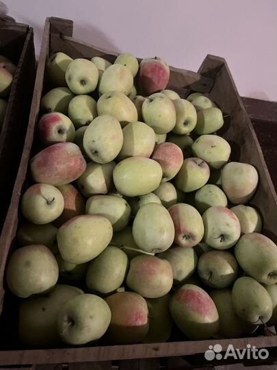 Яблоки домашние