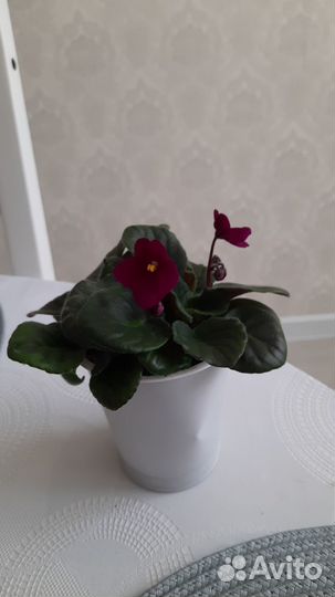 Продаются фиалки