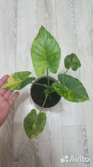 Гагеана вар