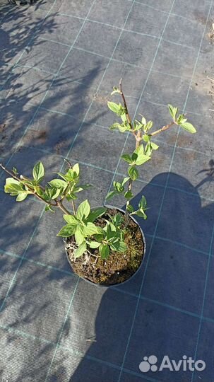 Гортензия Фантом