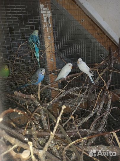 Волнистый попугай