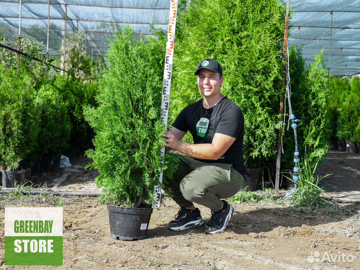 Туя колумна 1,2 м свежая копка 2023