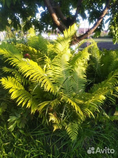 Папоротник садовый