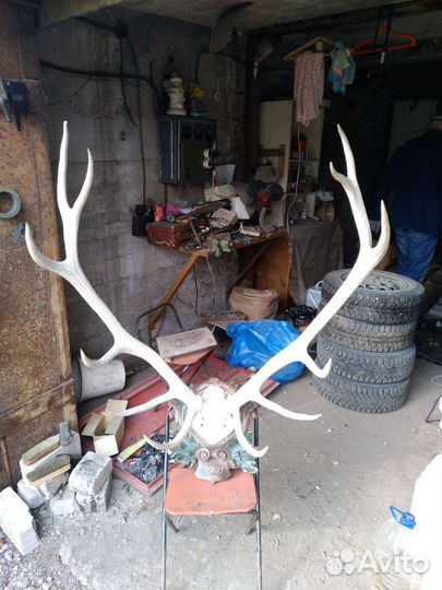 Рога оленя