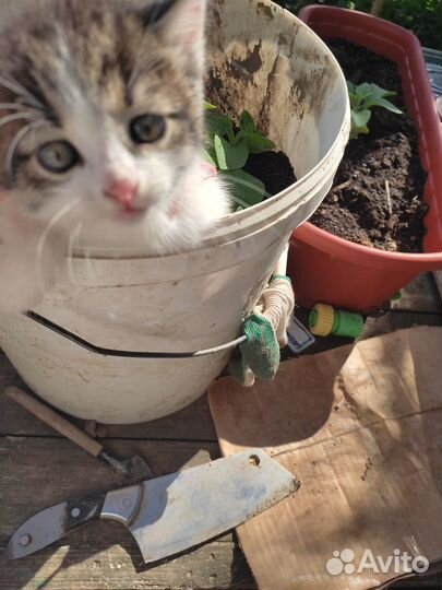 Отдам котят добрым людям