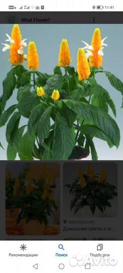 Пахистахис желтый