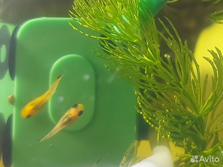 Моллинезии