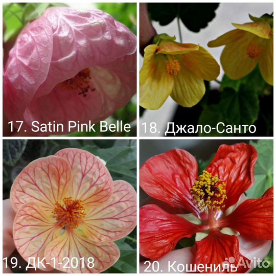 Абутилоны 50+ сортов