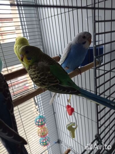 Волнистый попугай птенцы