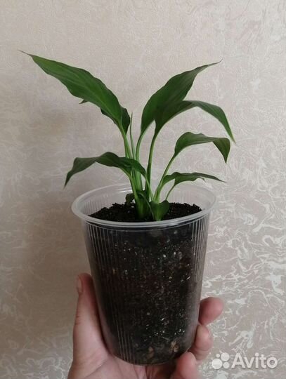 Спатифиллум