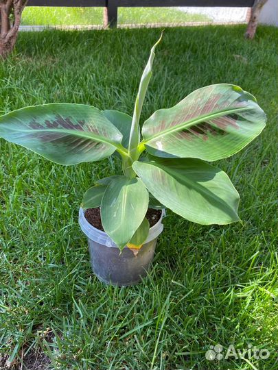 Банан карликовый киевский