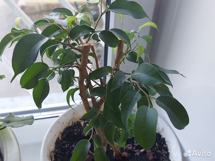 Фикус бенджамина