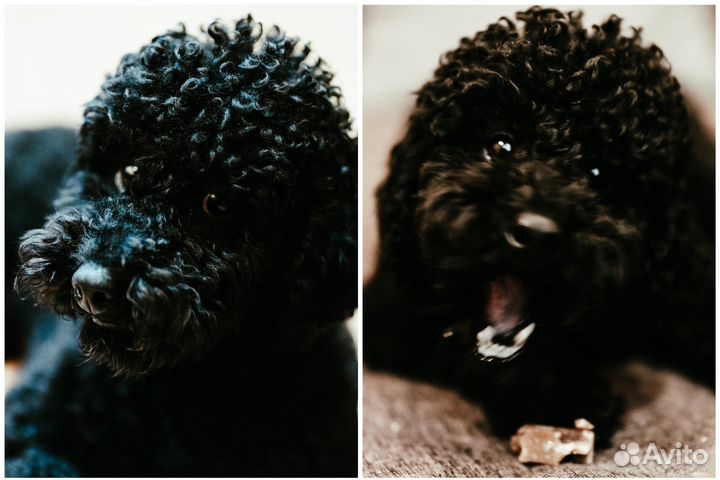 Пудель вязка