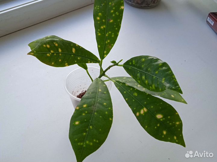 Аихризон декабрист.фиалка фикус