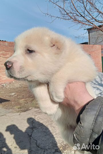 Щенки алабая сао