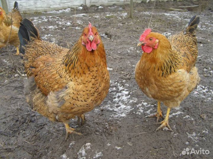 Яйцо инкубационное