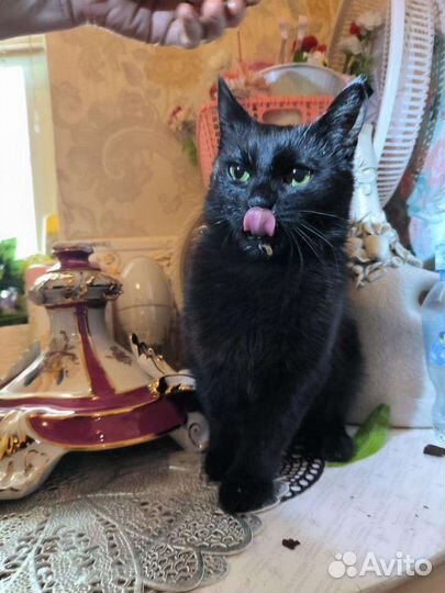 Кошка в дар