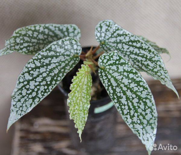 Бегония кейн рипсалис