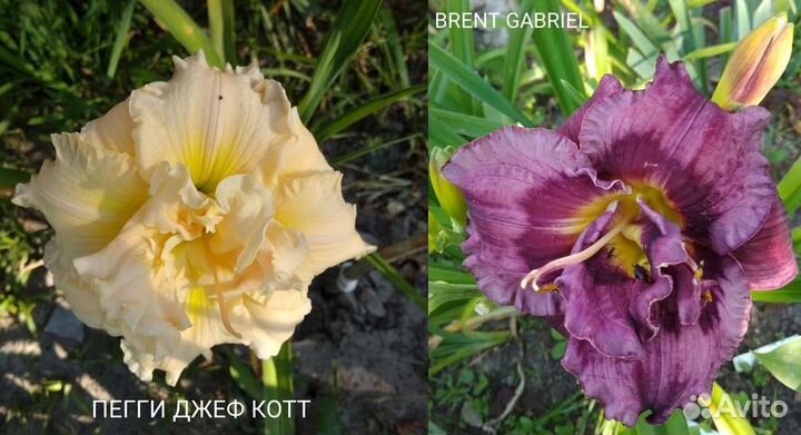 Лилейники сортовые элита