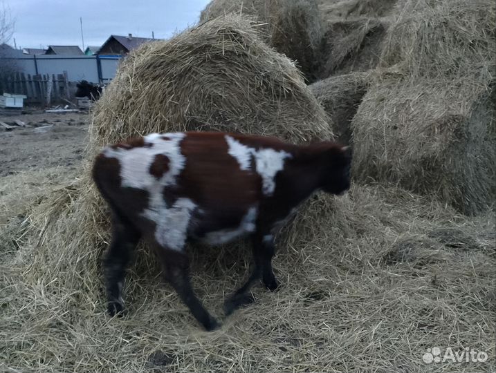 Телята бычки 9-10 месяцев