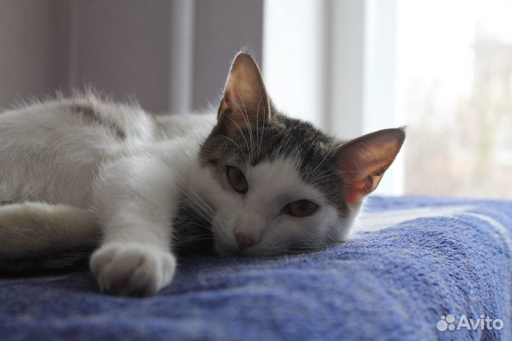 Кошки из приюта