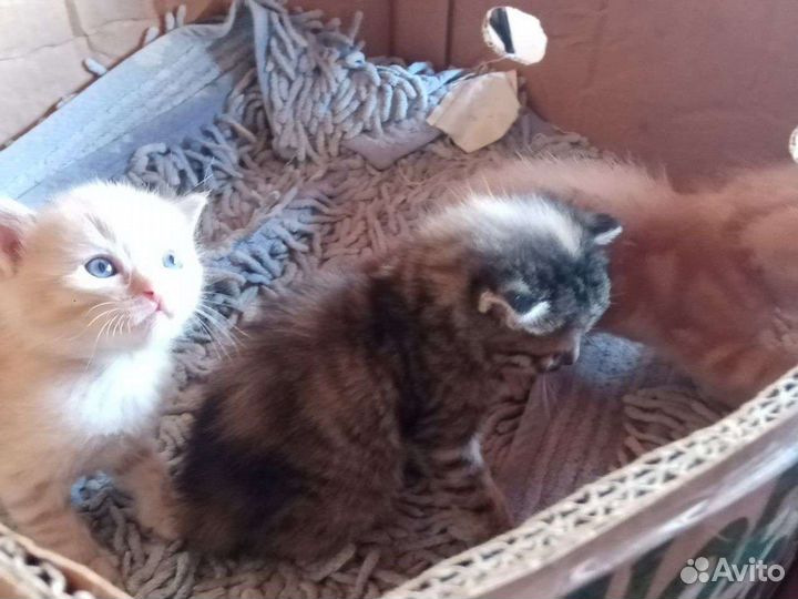 Котята отдам бесплатно