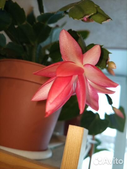 Декабрист красный