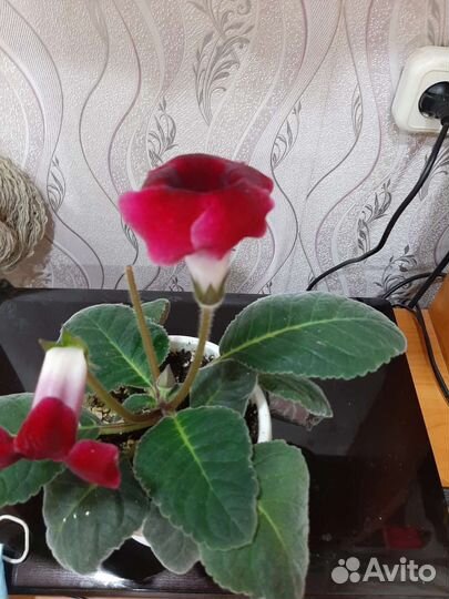 Глоксиния махровая