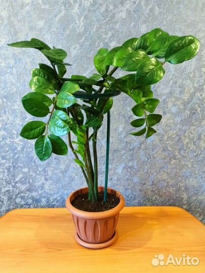 Замиокулькас