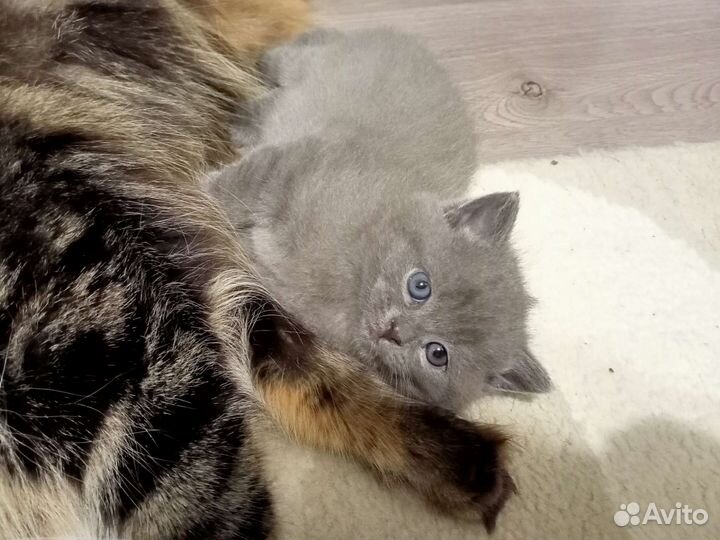 Котенок в добрые руки