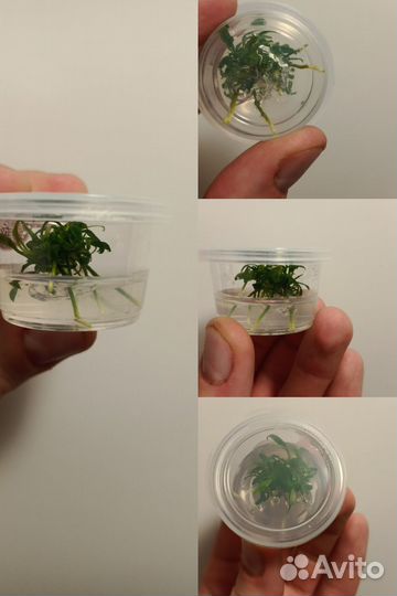 Анубиас Минима глабра Коготь дракона, thick leaf