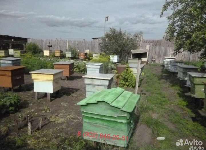 Пчелосемьи